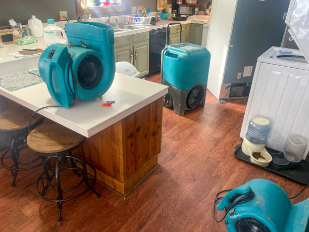 Best Flood damage cleanup  in Elmwood Park, IL