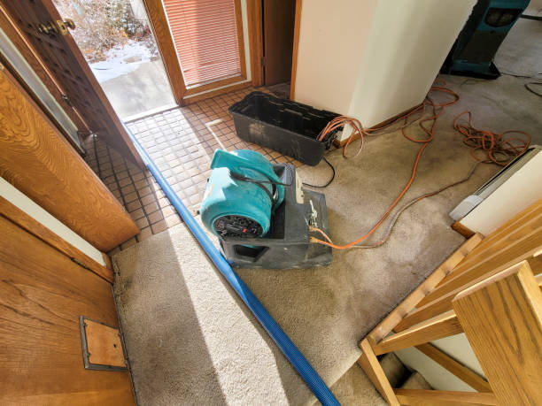 Best Carpet water damage restoration  in Elmwood Park, IL