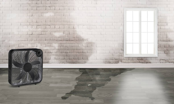 Best Sewage cleanup and water damage restoration  in Elmwood Park, IL
