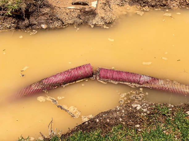 Best Flood damage cleanup  in Elmwood Park, IL